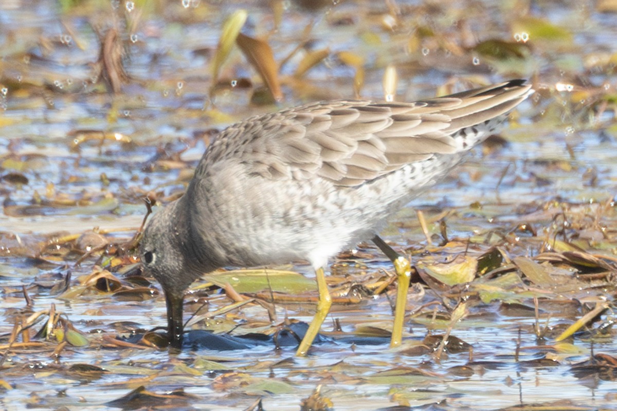 Bécassin roux ou B. à long bec - ML645020737
