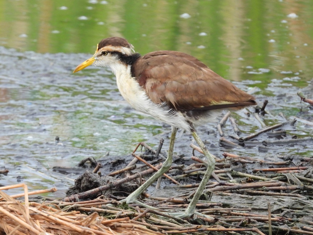 Northern Jacana - ML645020757