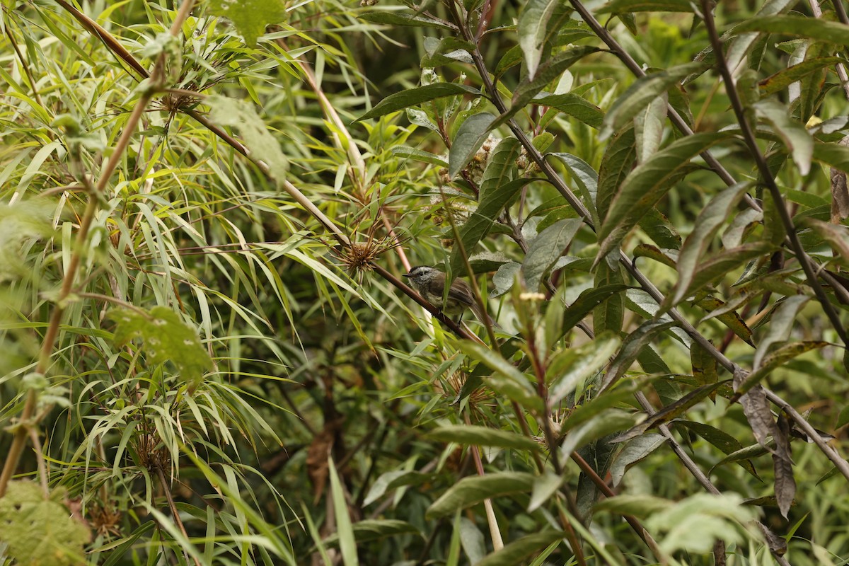 Çizgisiz Tiranulet - ML645020761