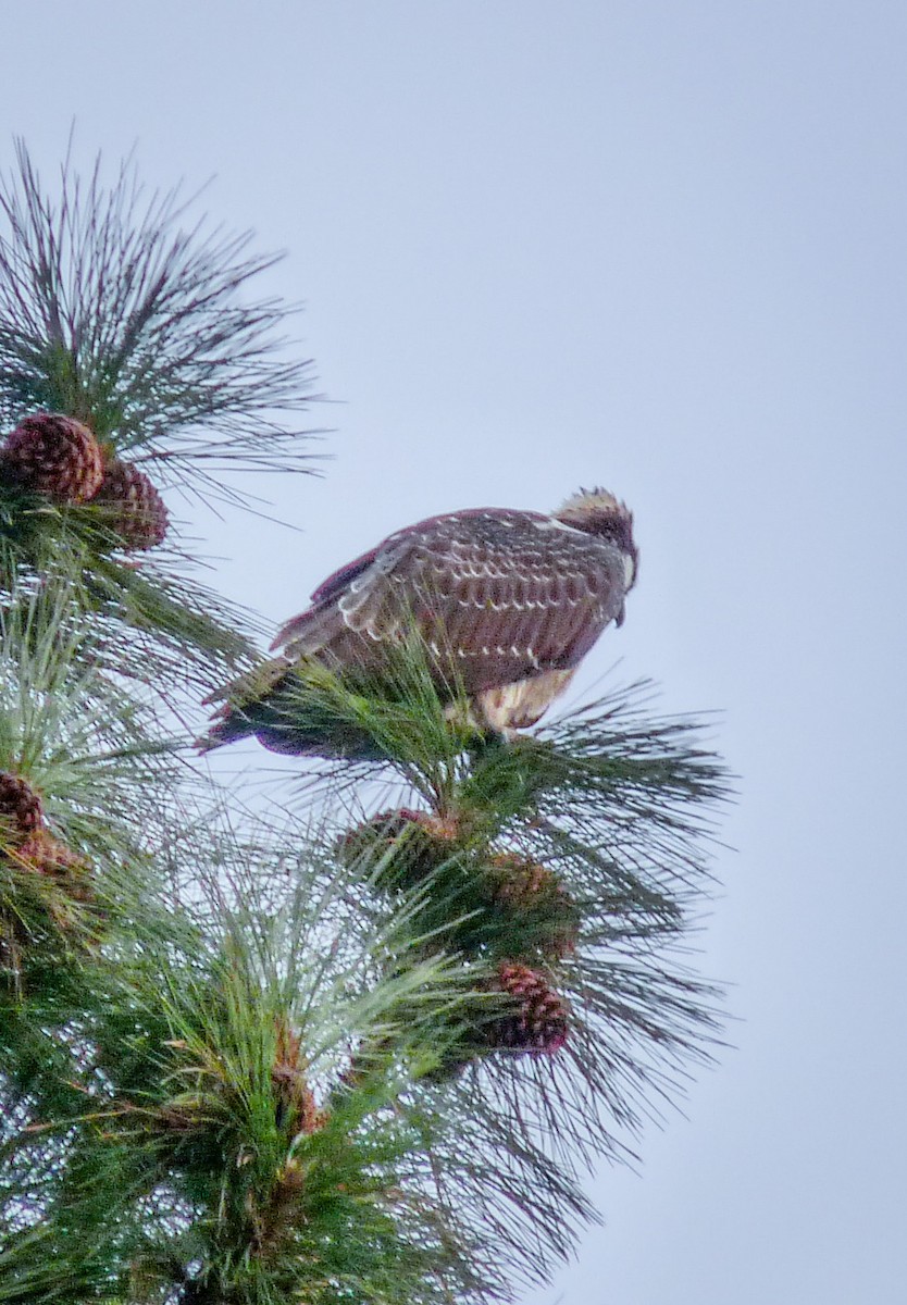 Osprey - ML645020762