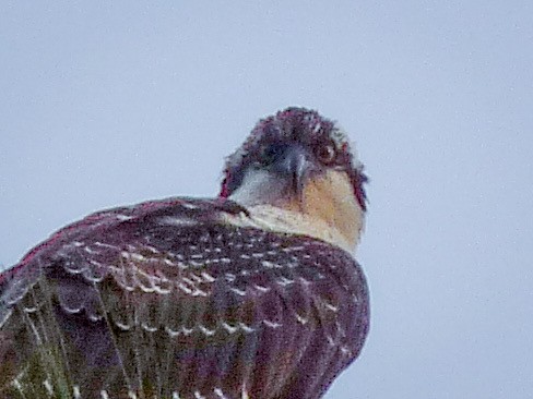 Osprey - ML645020763