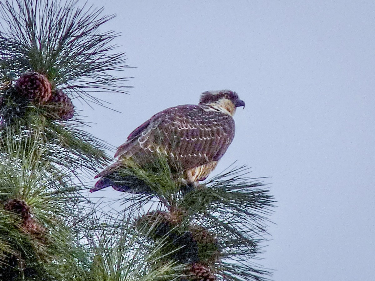 Osprey - ML645020764