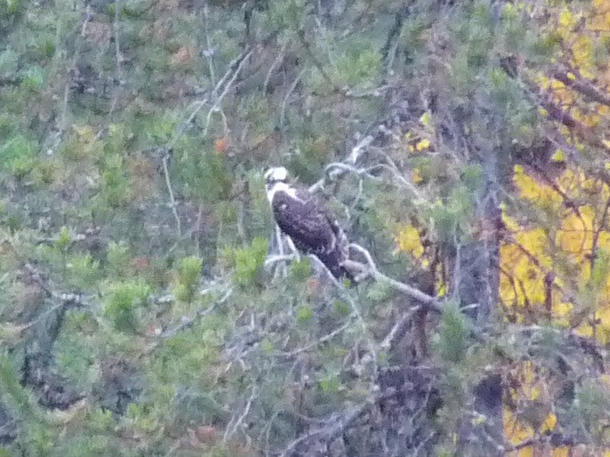 Osprey - ML645020765