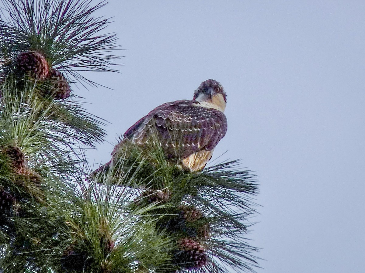 Osprey - ML645020766