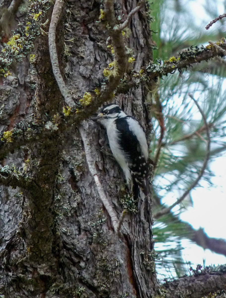 Downy Woodpecker - ML645020773
