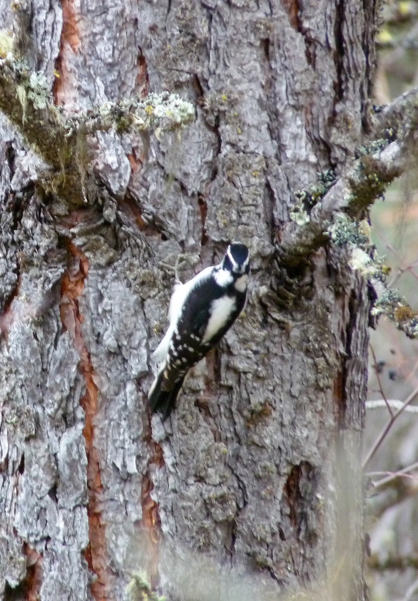 Downy Woodpecker - ML645020774