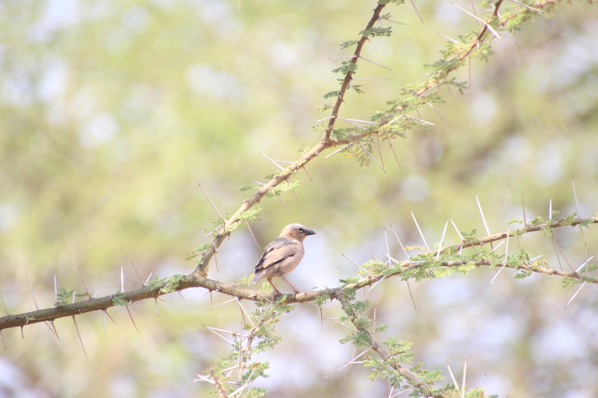 Gray-capped Social-Weaver - ML645020777