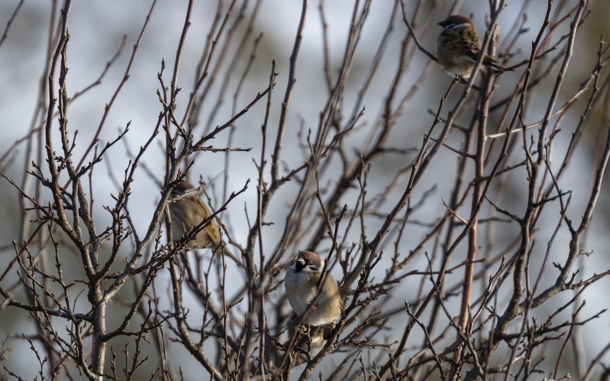 Eurasian Tree Sparrow - ML645020786