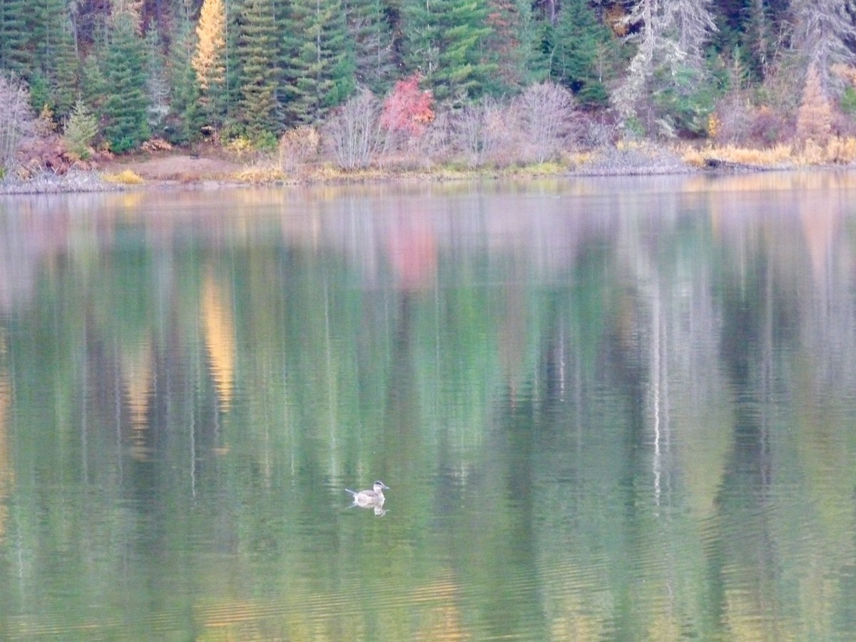 Ruddy Duck - ML645020788