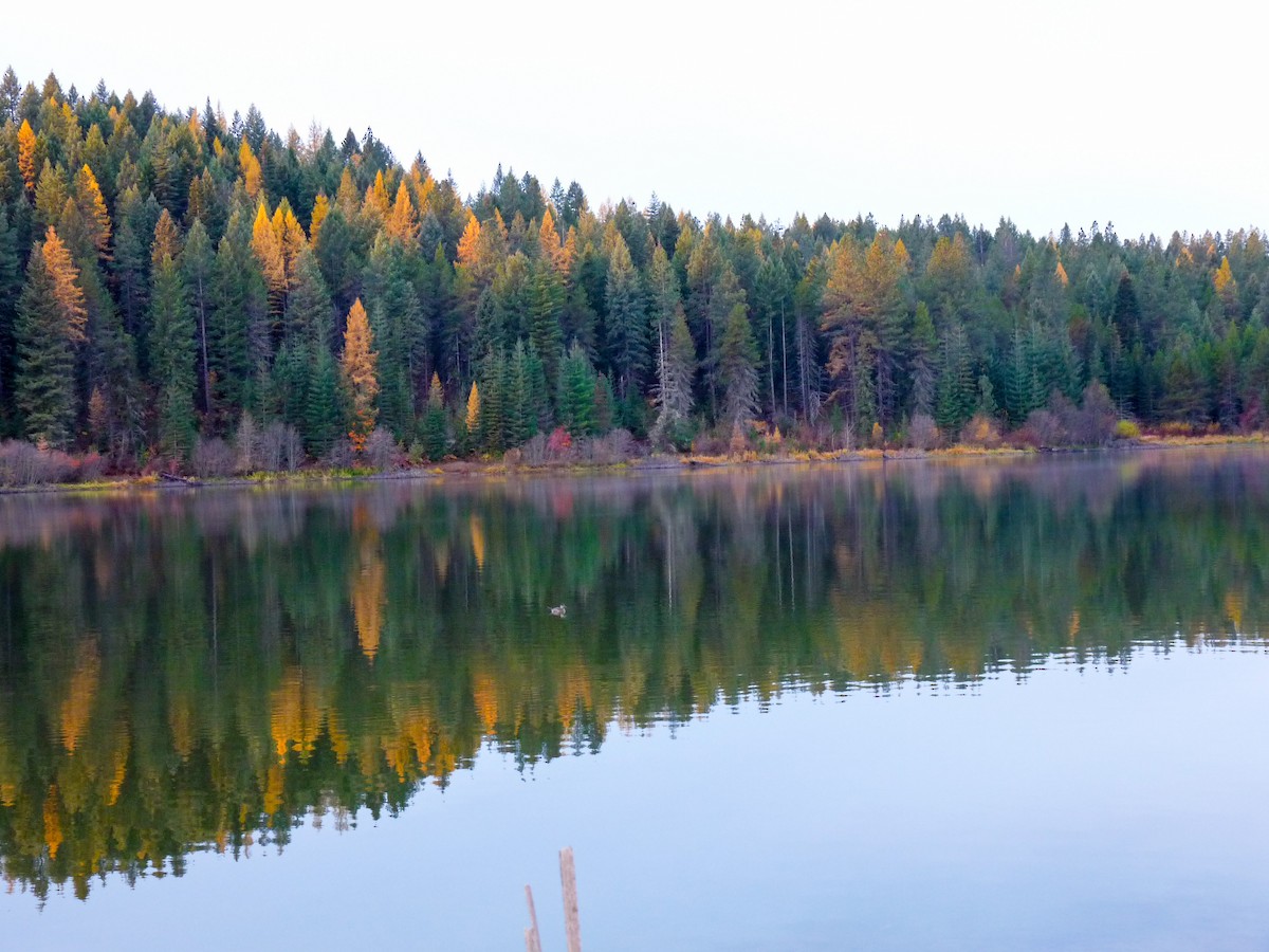 Schwarzkopf-Ruderente - ML645020789