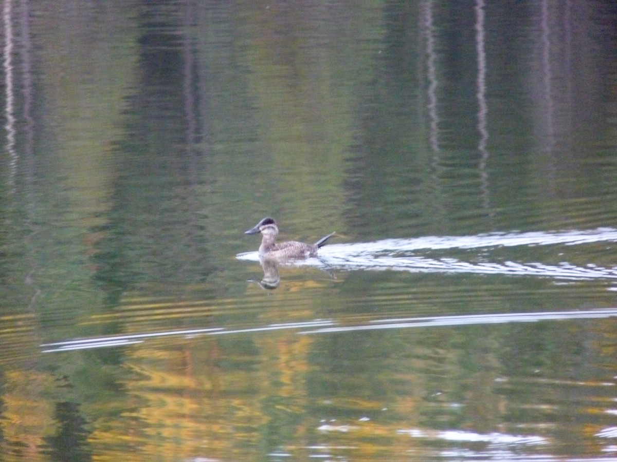 Schwarzkopf-Ruderente - ML645020790