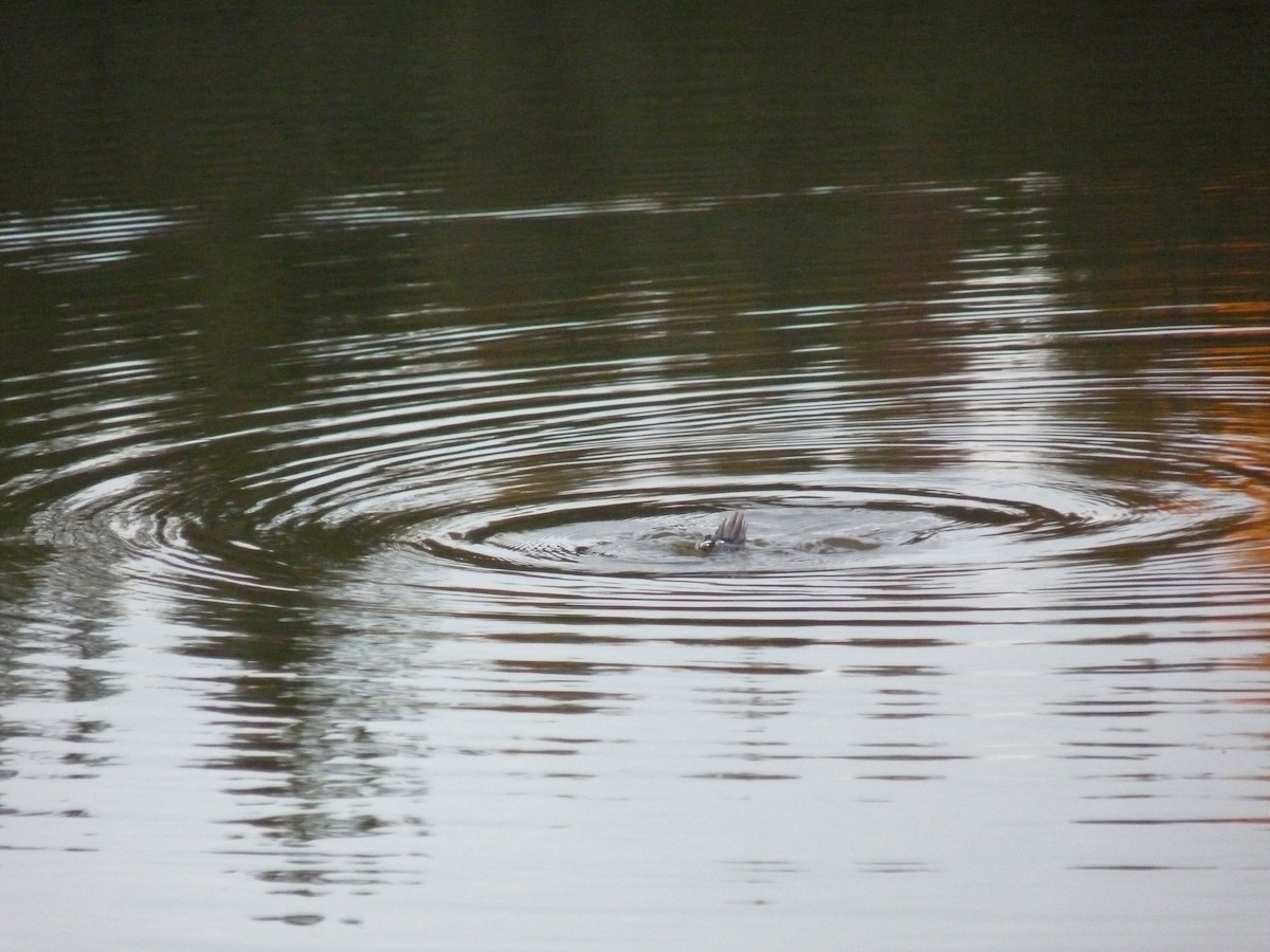 Ruddy Duck - ML645020791