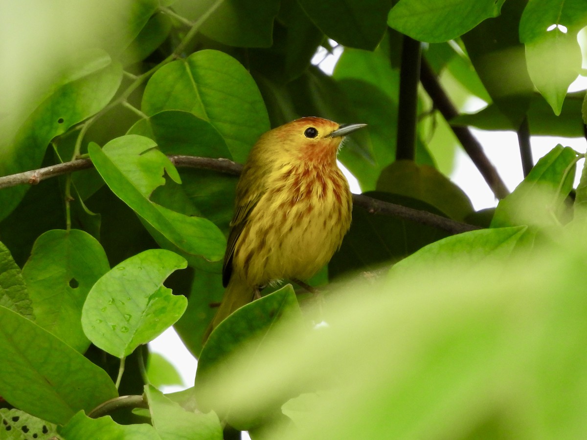 Mangrove Yellow Warbler (Mexican x Cozumel) - ML645020800