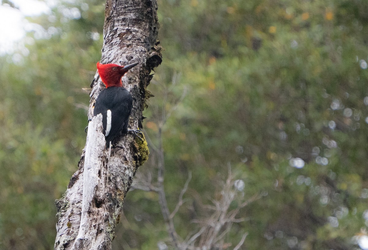 Magellanic Woodpecker - ML645020805