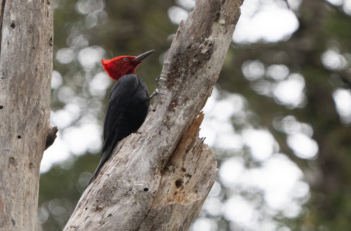 Magellanic Woodpecker - ML645020807