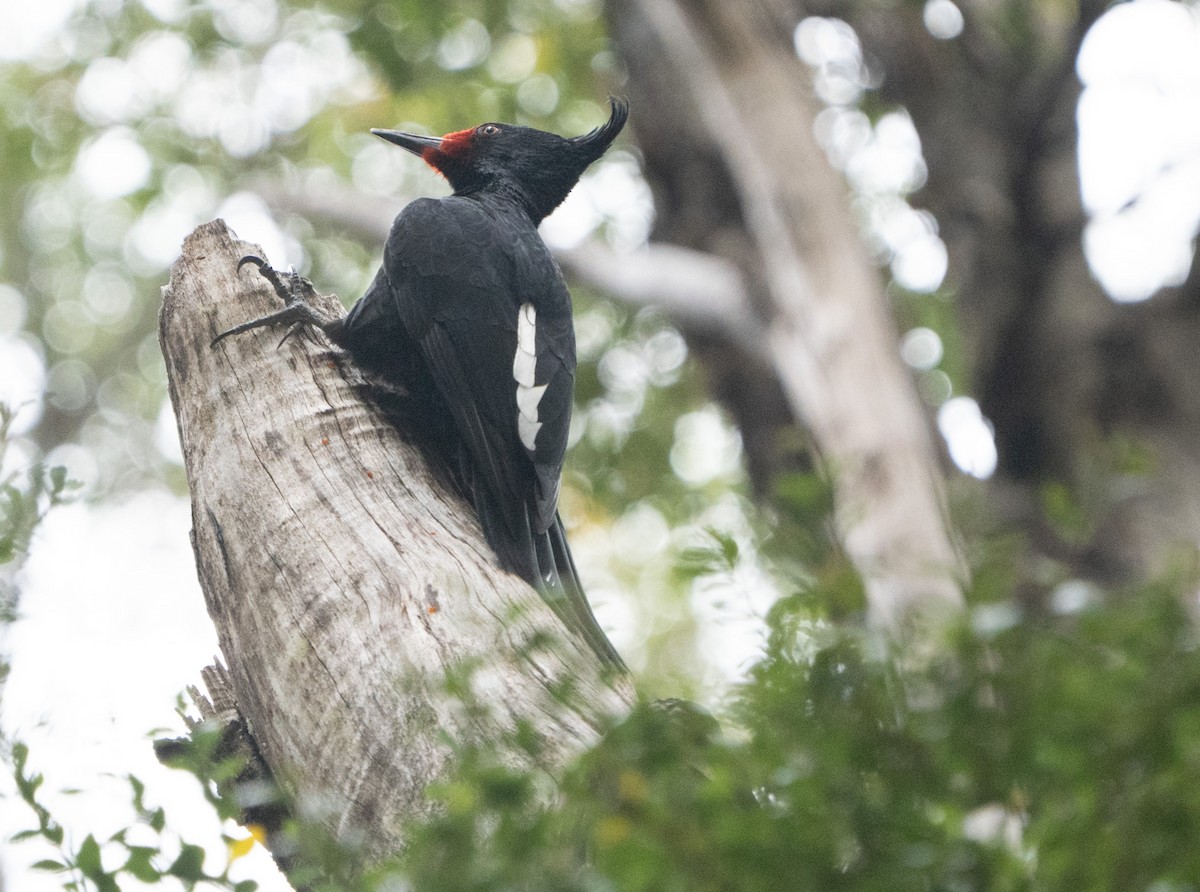 Magellanic Woodpecker - ML645020808
