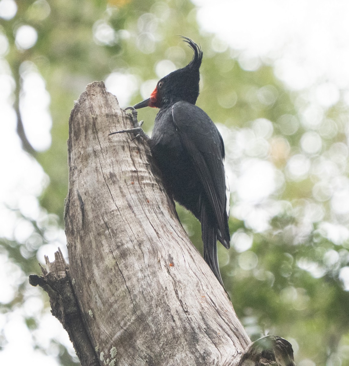 Magellanic Woodpecker - ML645020809