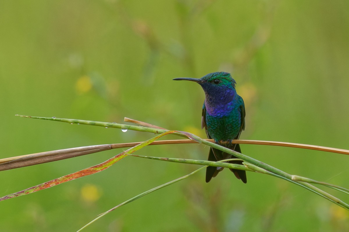 Sapphire-throated Hummingbird - ML645020825