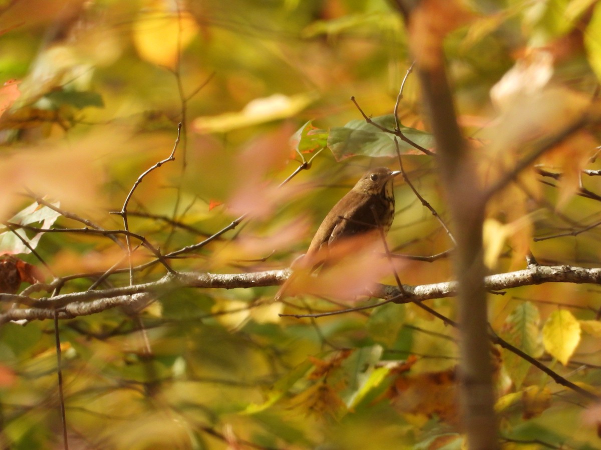 Дрізд-короткодзьоб плямистоволий - ML645020827