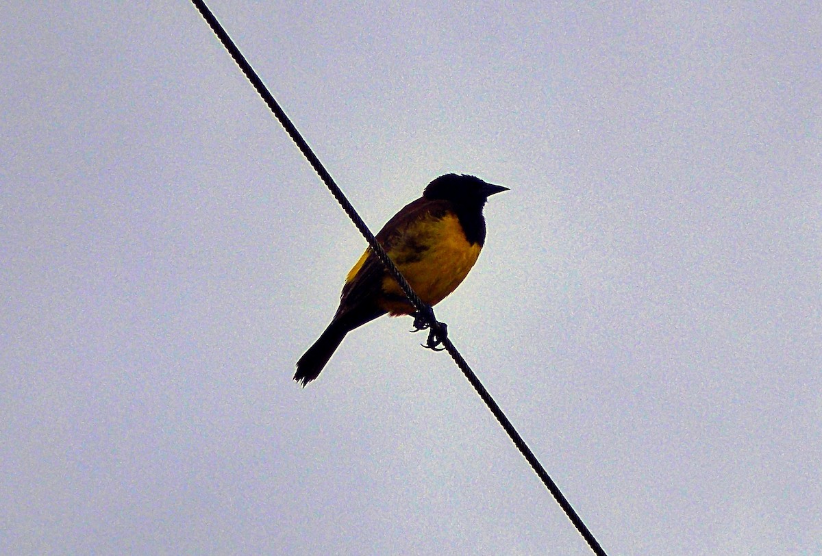 Мочарець жовтогузий - ML645020830