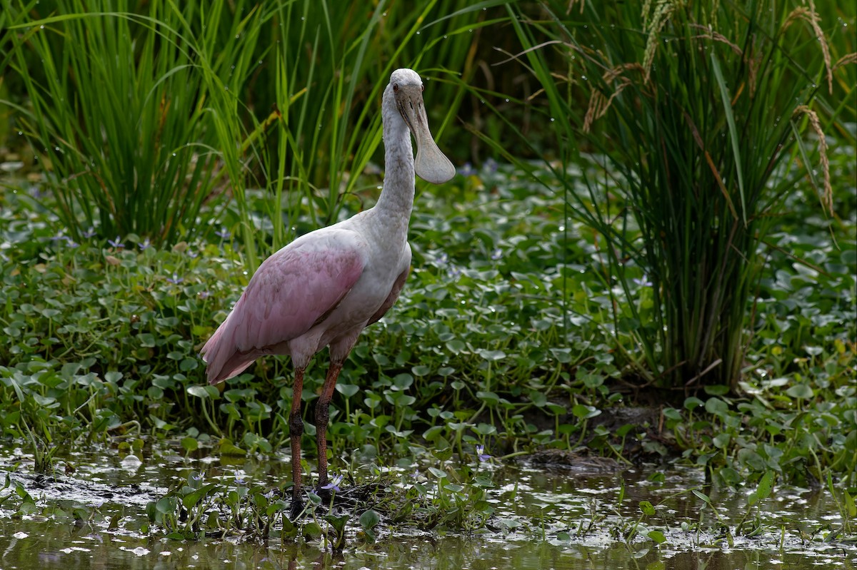 Roseate Spoonbill - ML645020835