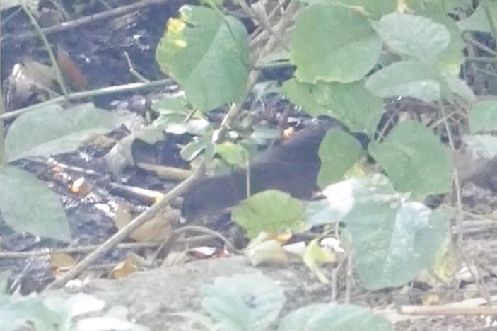 Пастушок віргінський - ML645020841