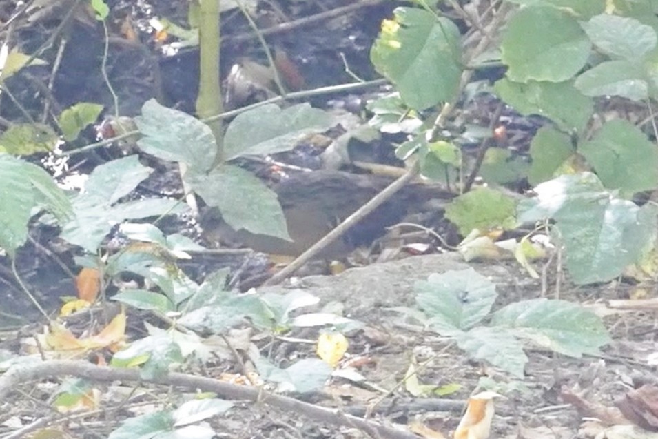 Пастушок віргінський - ML645020842