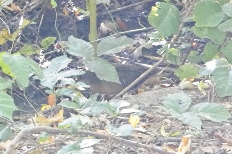 Пастушок віргінський - ML645020843