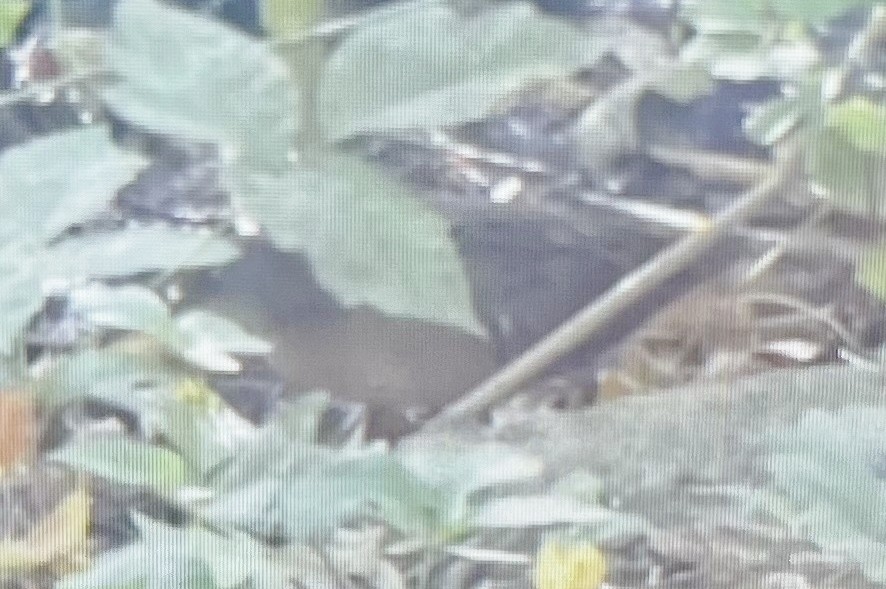 Пастушок віргінський - ML645020846