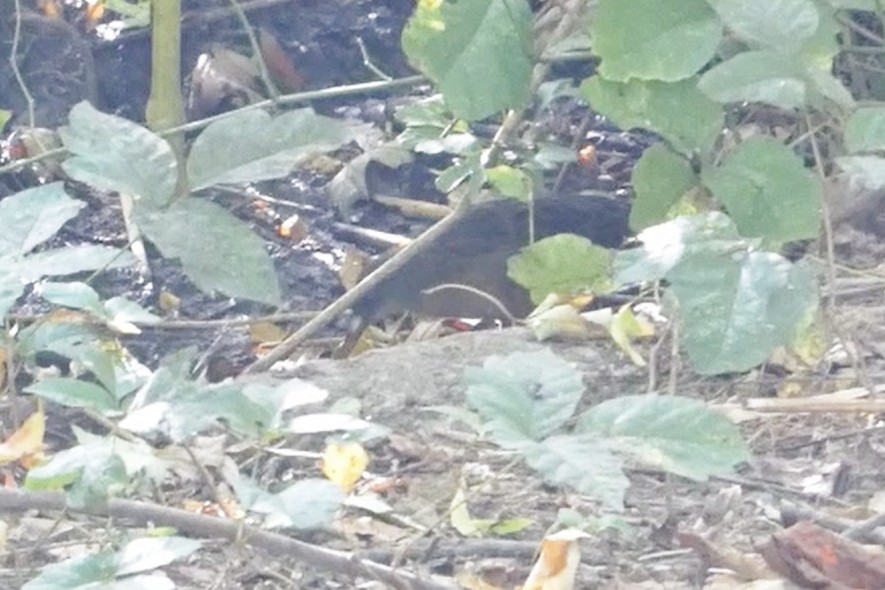 Пастушок віргінський - ML645020848