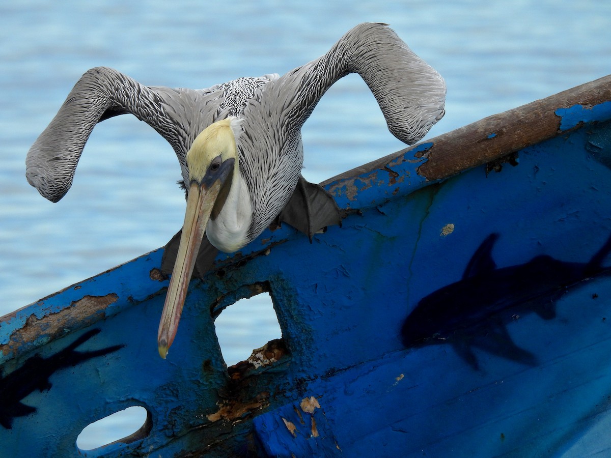 Brown Pelican - ML645020859