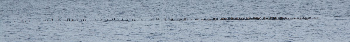 Black Scoter - ML645020866