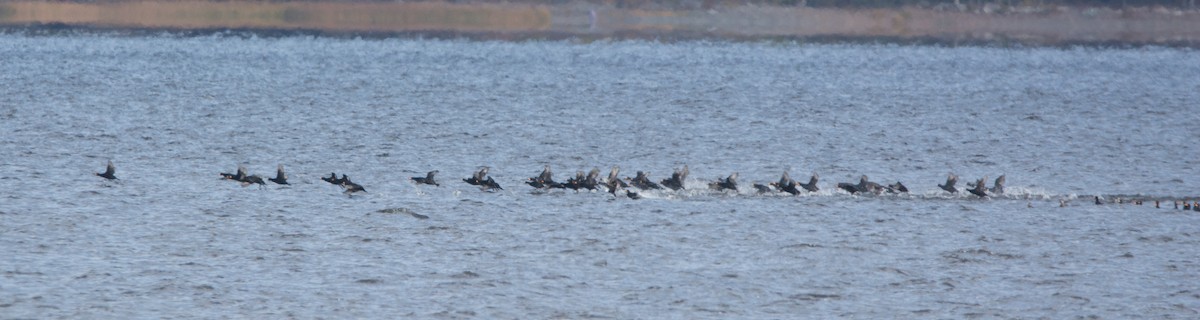 Black Scoter - ML645020868