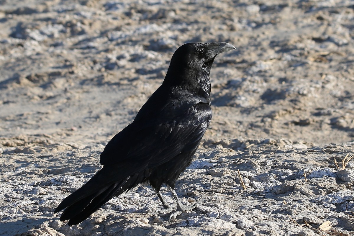 Grand Corbeau - ML645020889