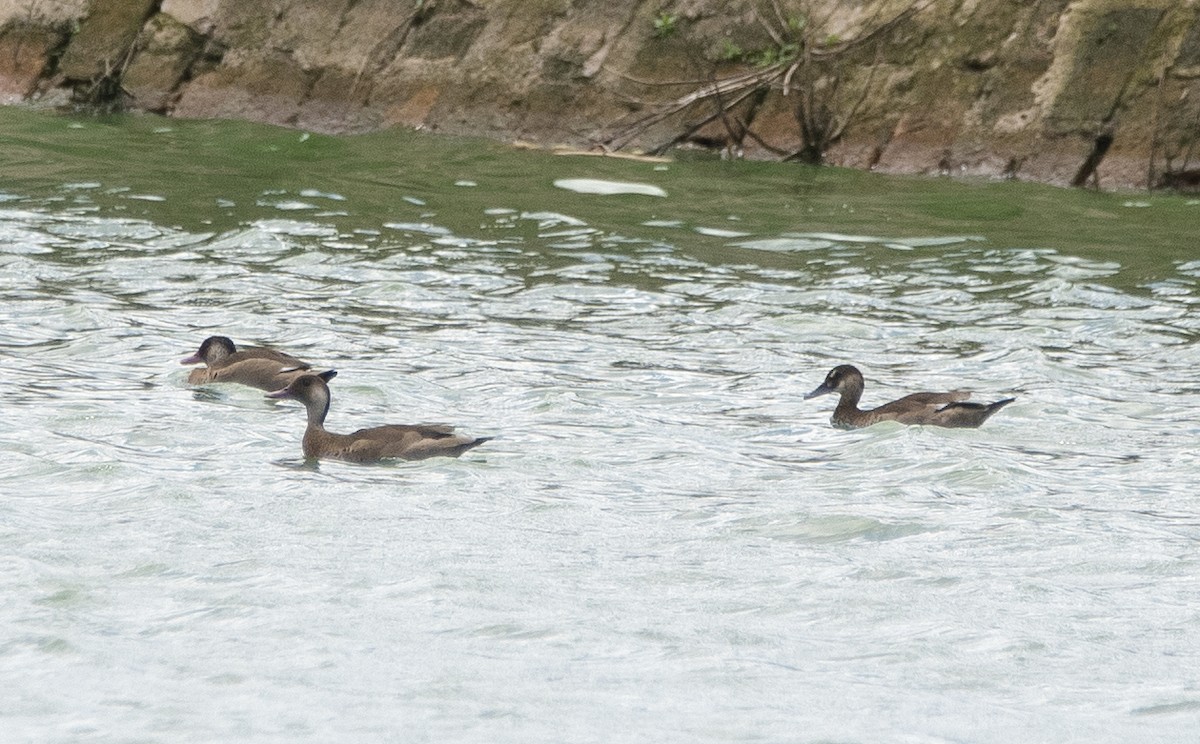 Brazilian Teal - ML645020892