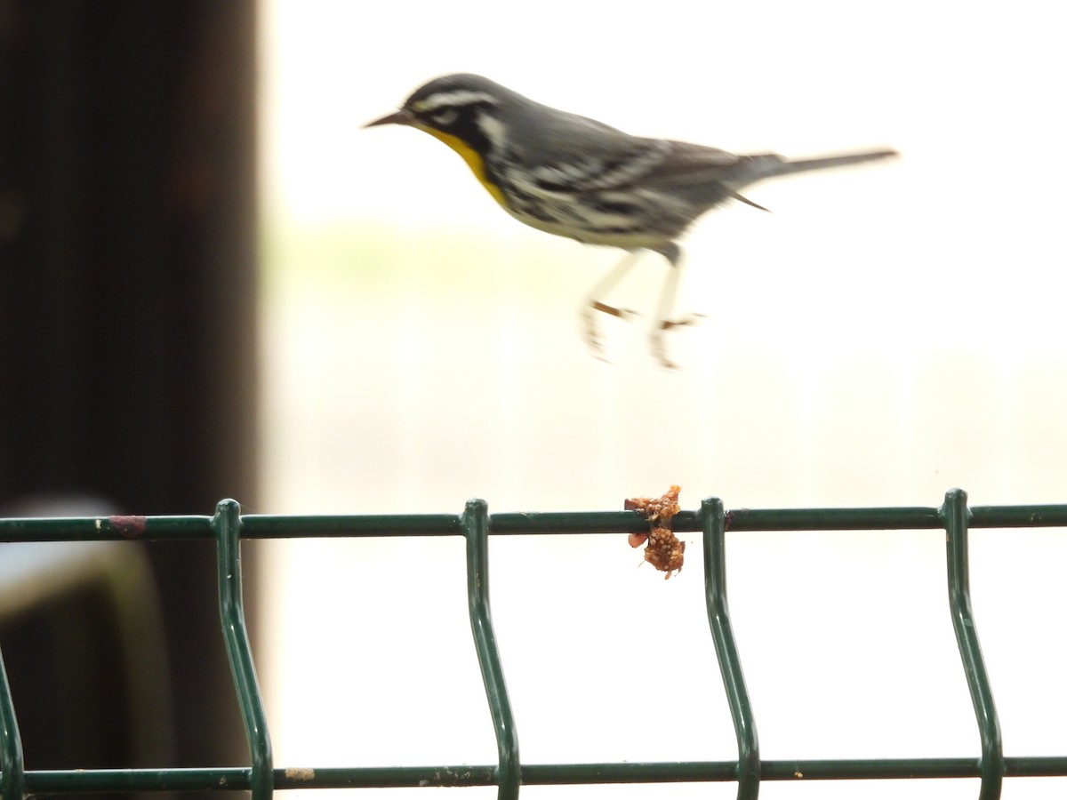 Yellow-throated Warbler - ML645020912
