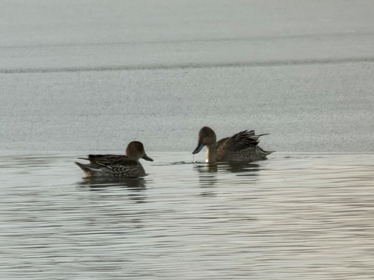 Northern Pintail - ML645020918