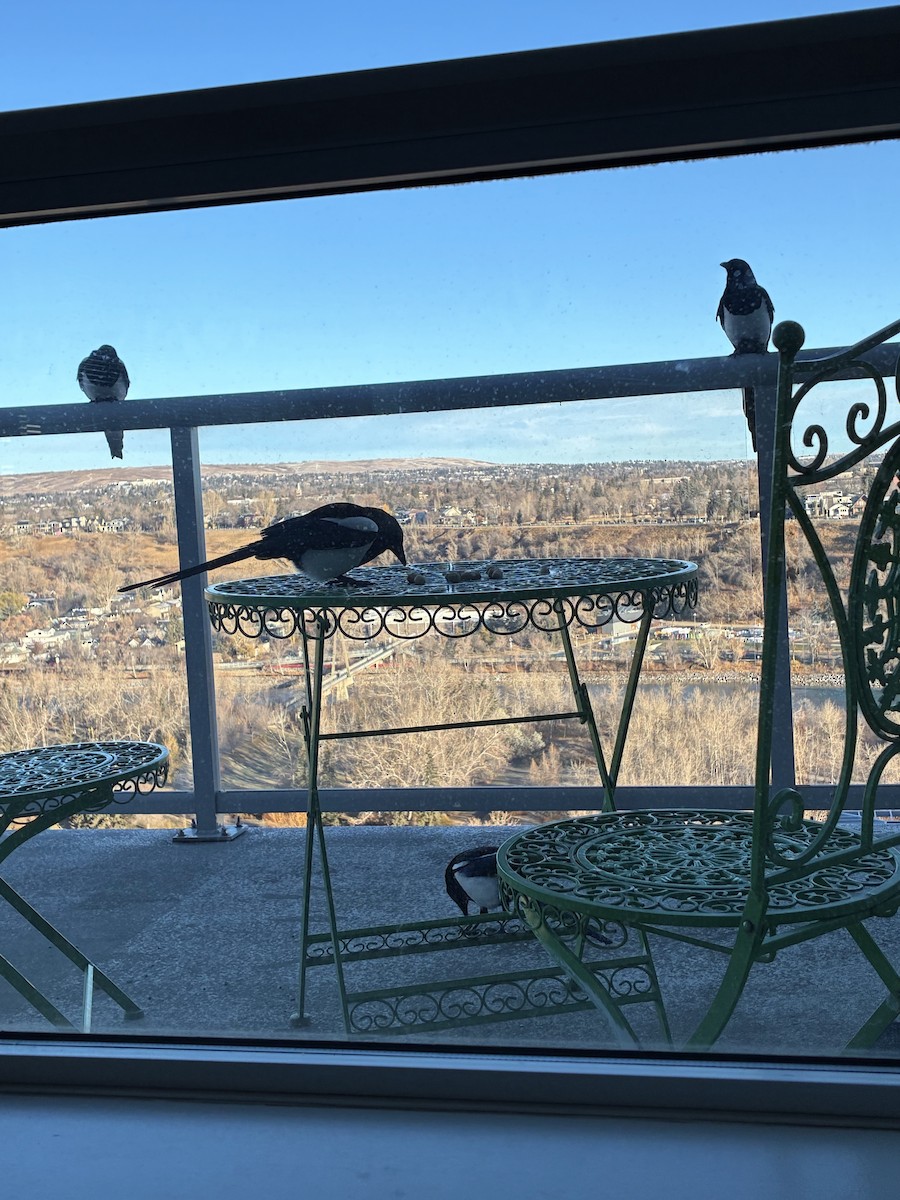 Black-billed Magpie - ML645020926