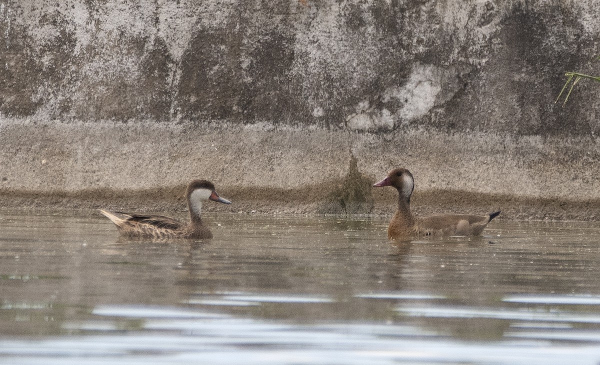 Brazilian Teal - ML645020928