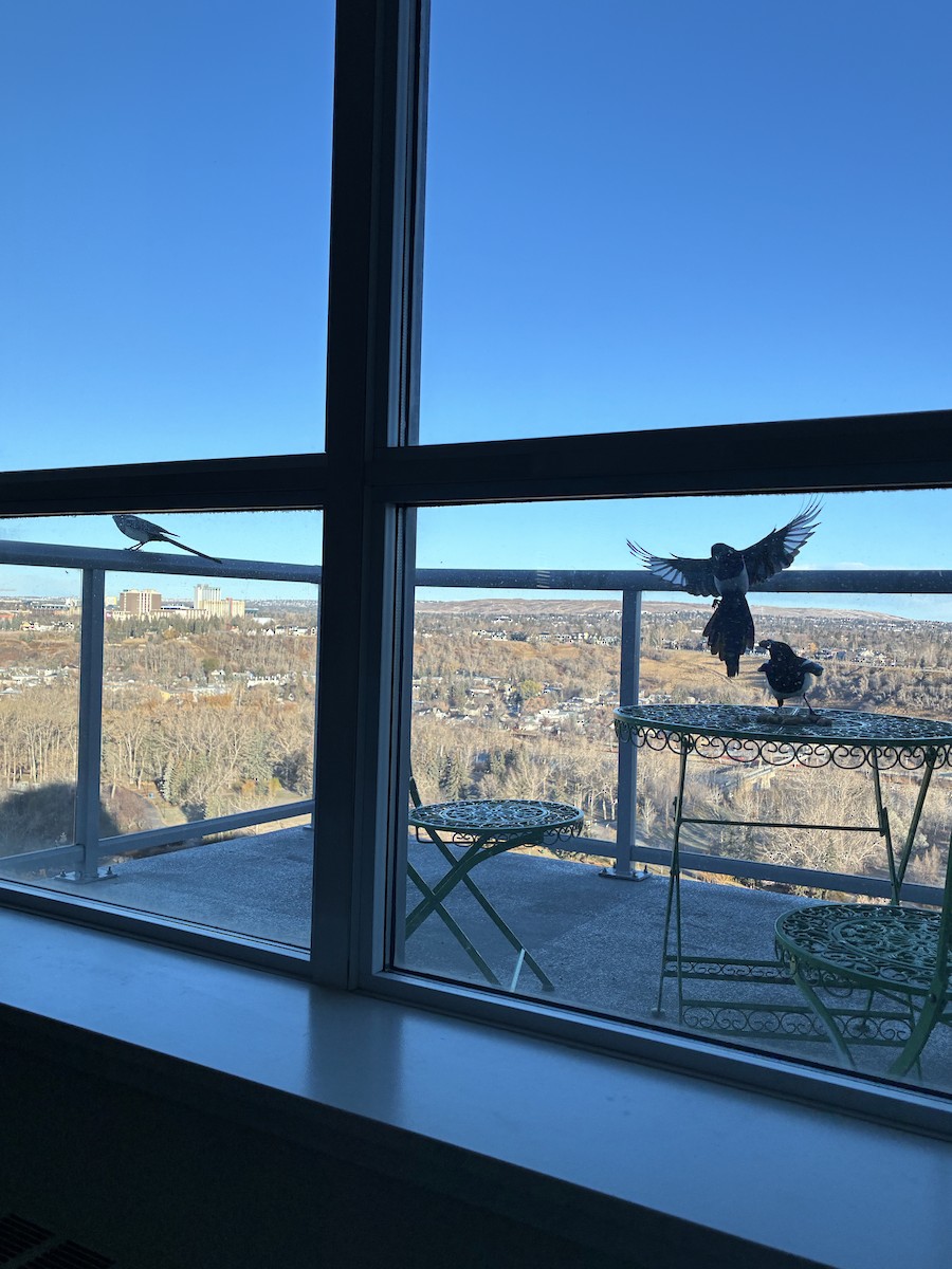 Black-billed Magpie - ML645020930