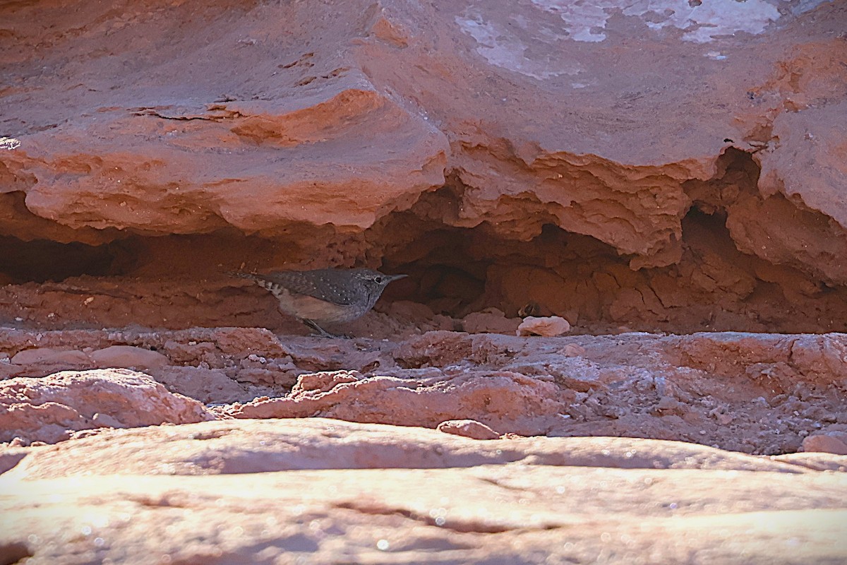 Rock Wren - ML645020935