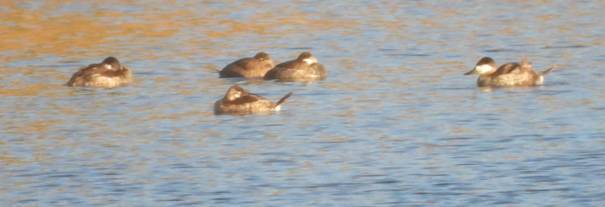 Schwarzkopf-Ruderente - ML645020953