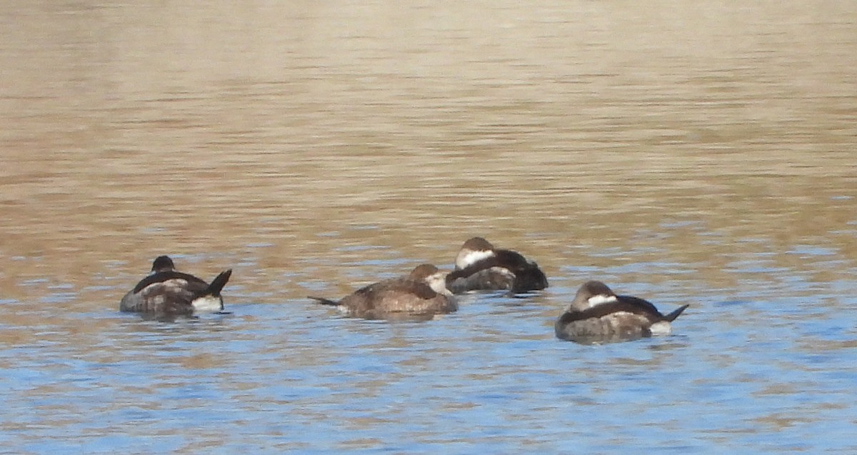 Schwarzkopf-Ruderente - ML645020954