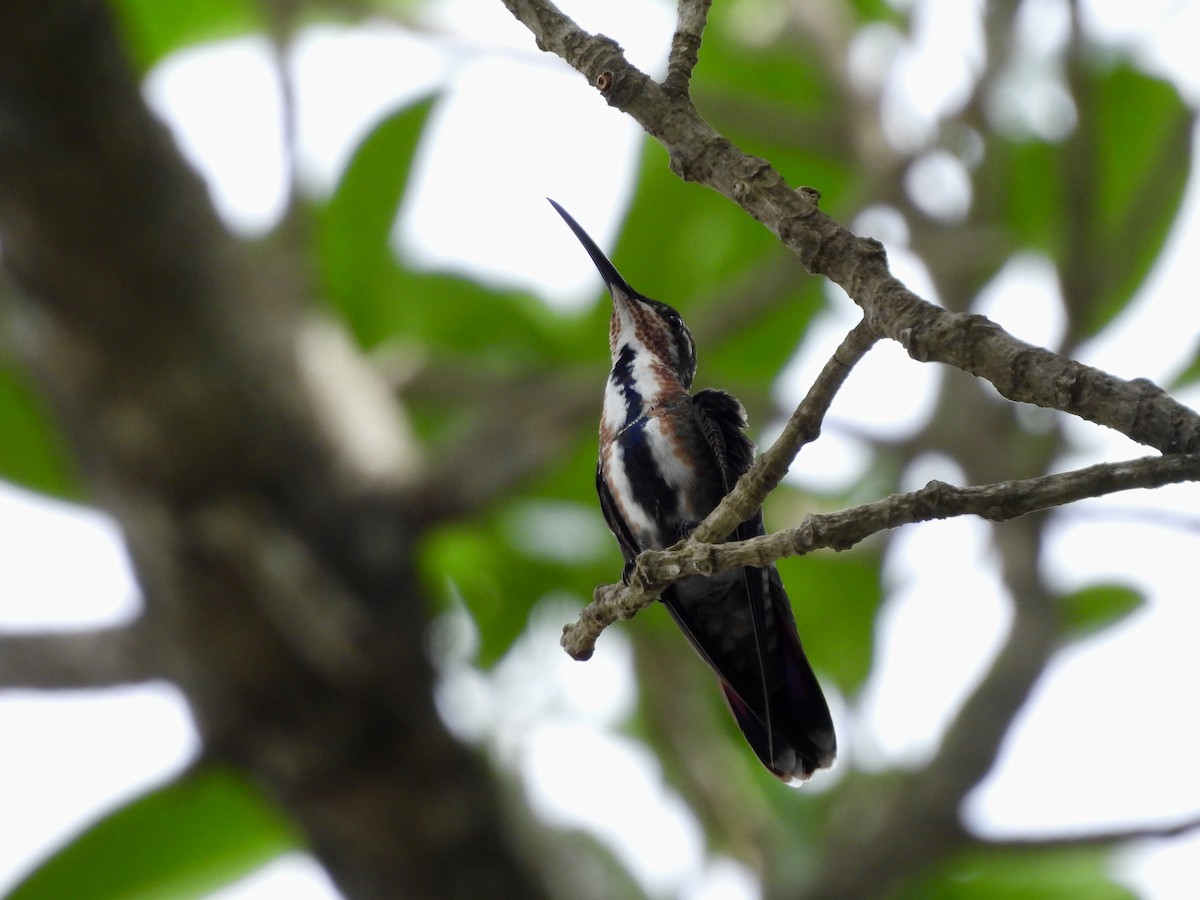Green-breasted Mango - ML645020959