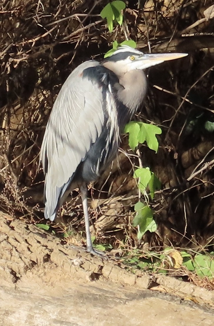 Great Blue Heron - ML645021068
