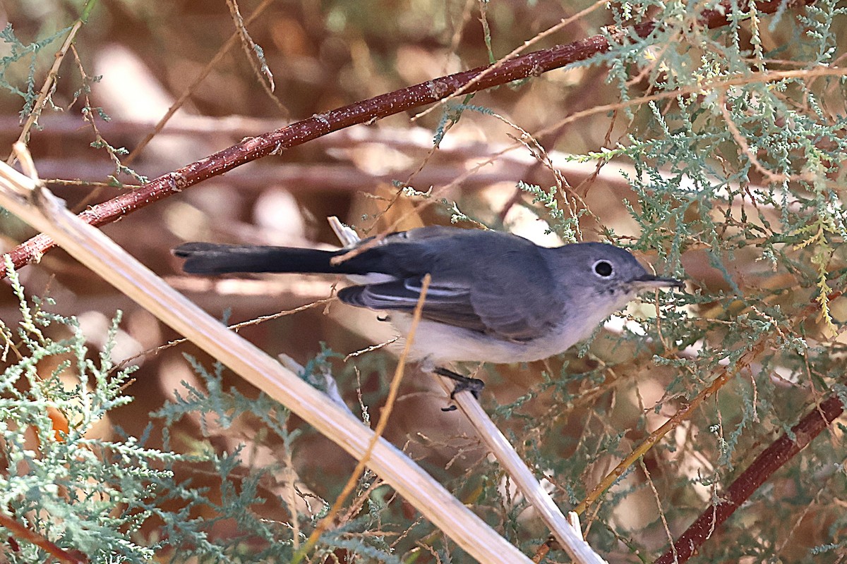 Black-tailed Gnatcatcher - ML645021108