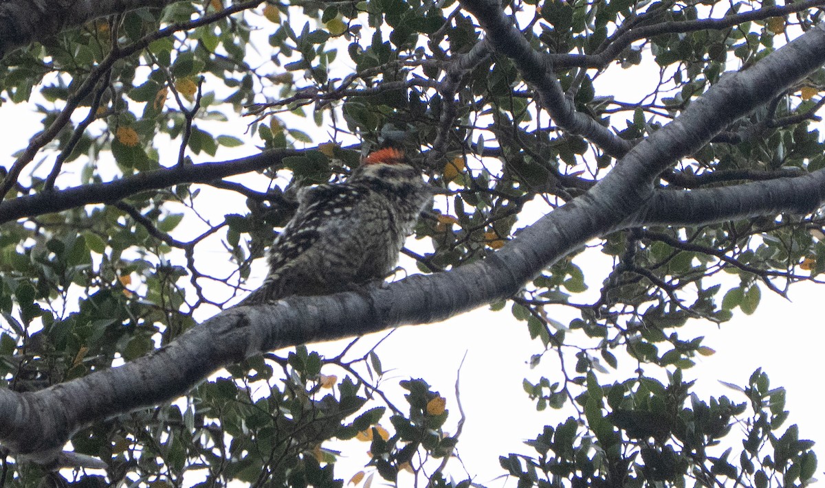 Striped Woodpecker - ML645021121