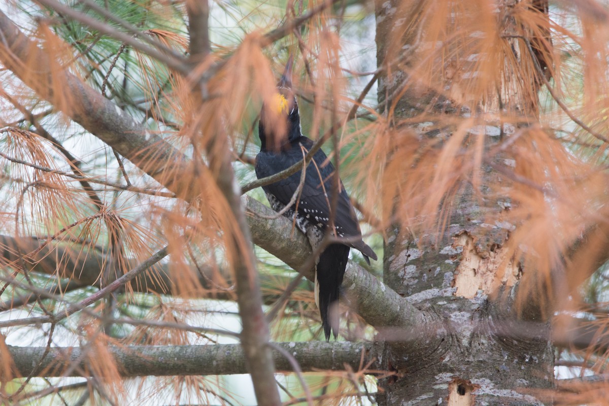 Black-backed Woodpecker - ML645021138
