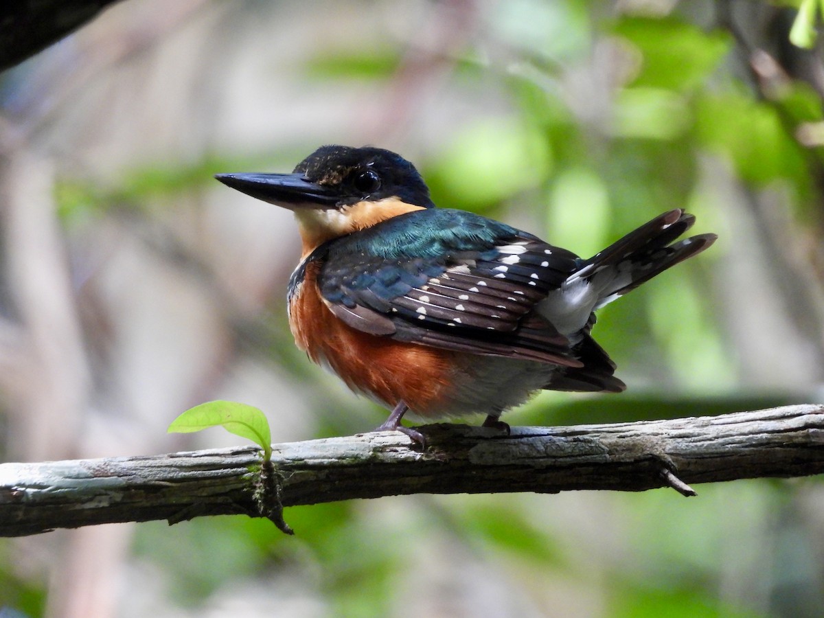 bronseisfugl - ML645021153