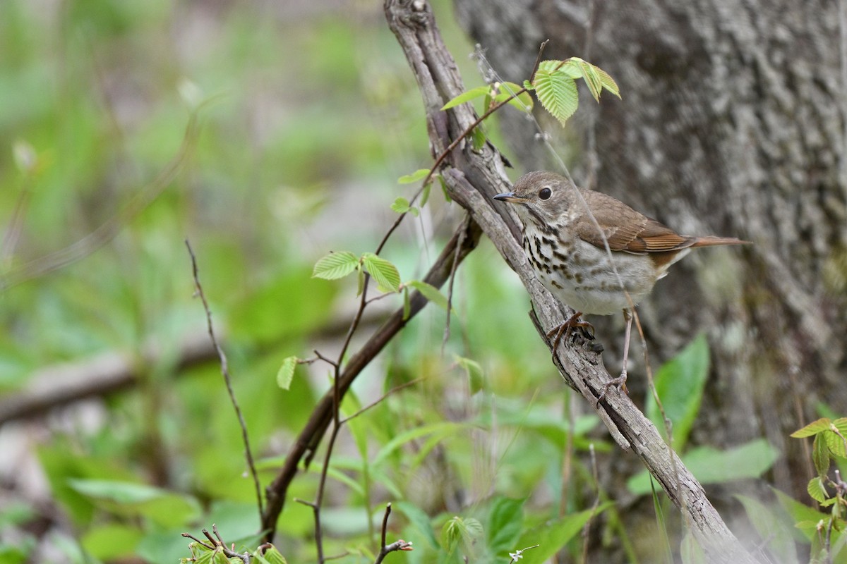 Дрізд-короткодзьоб плямистоволий - ML645021188